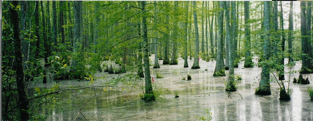 Wolf River Swamp North Mississippi